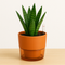 Self-watering Pots