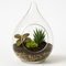 Terrariums
